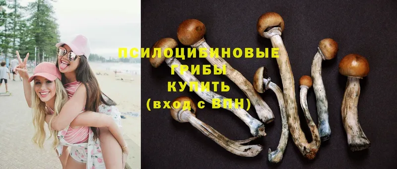 Псилоцибиновые грибы Psilocybine cubensis  где продают наркотики  Зима 